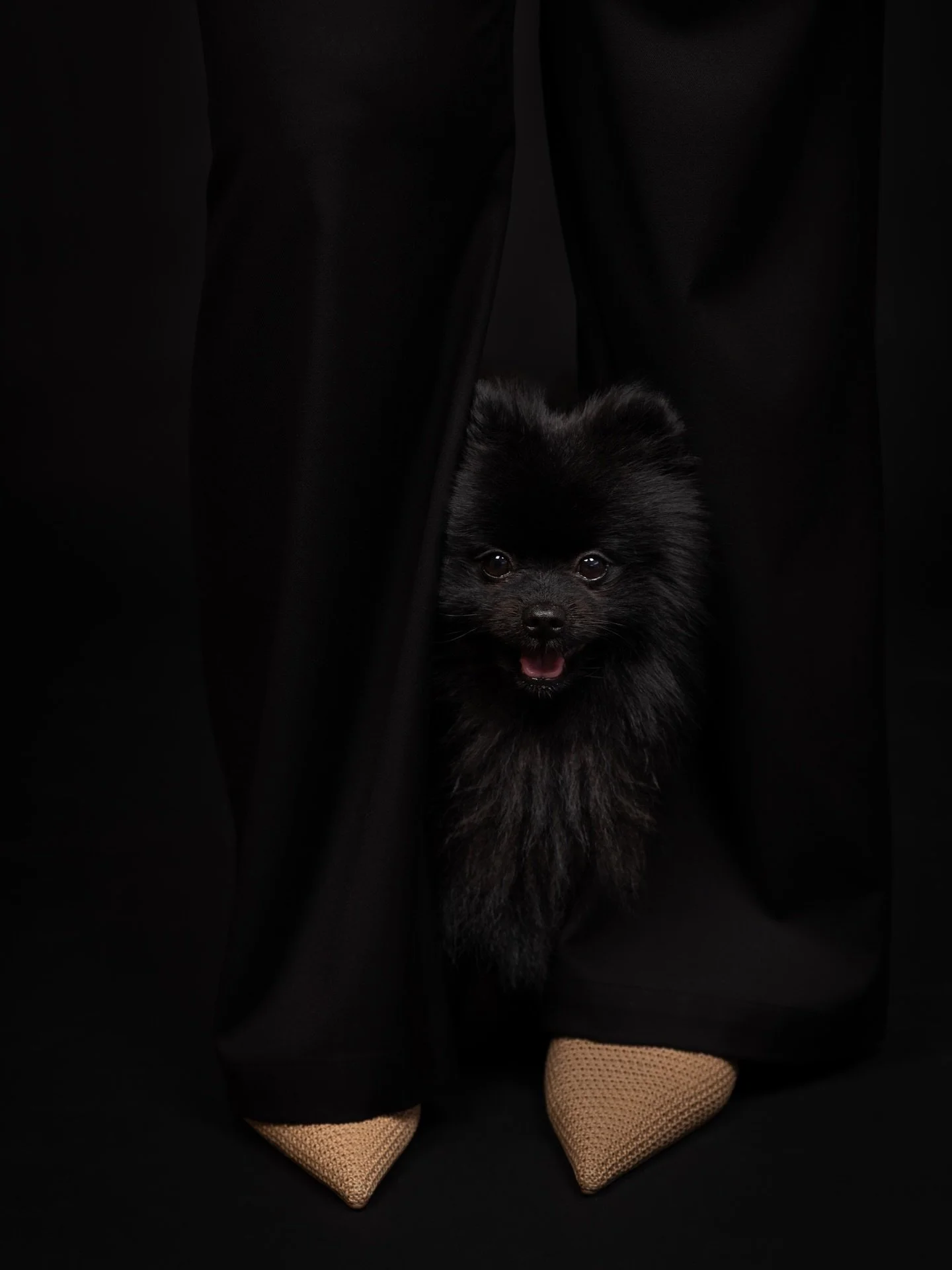 Bennie is the star! ⭐️ 

My little studio assistant this week wanted to be included in my client session. He chose this pose. He doesn&rsquo;t need my advice. He knows he brings main character energy and he knows he will bring you follows comments an