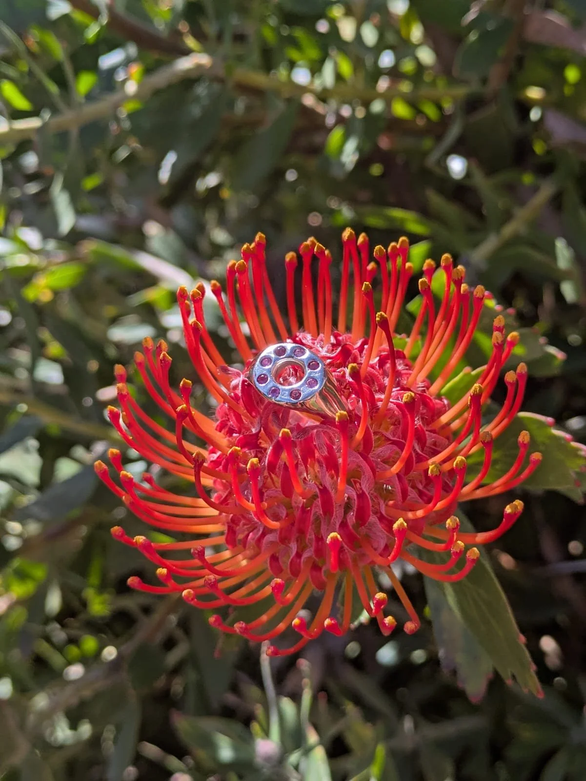 Framed in Pink - Size P