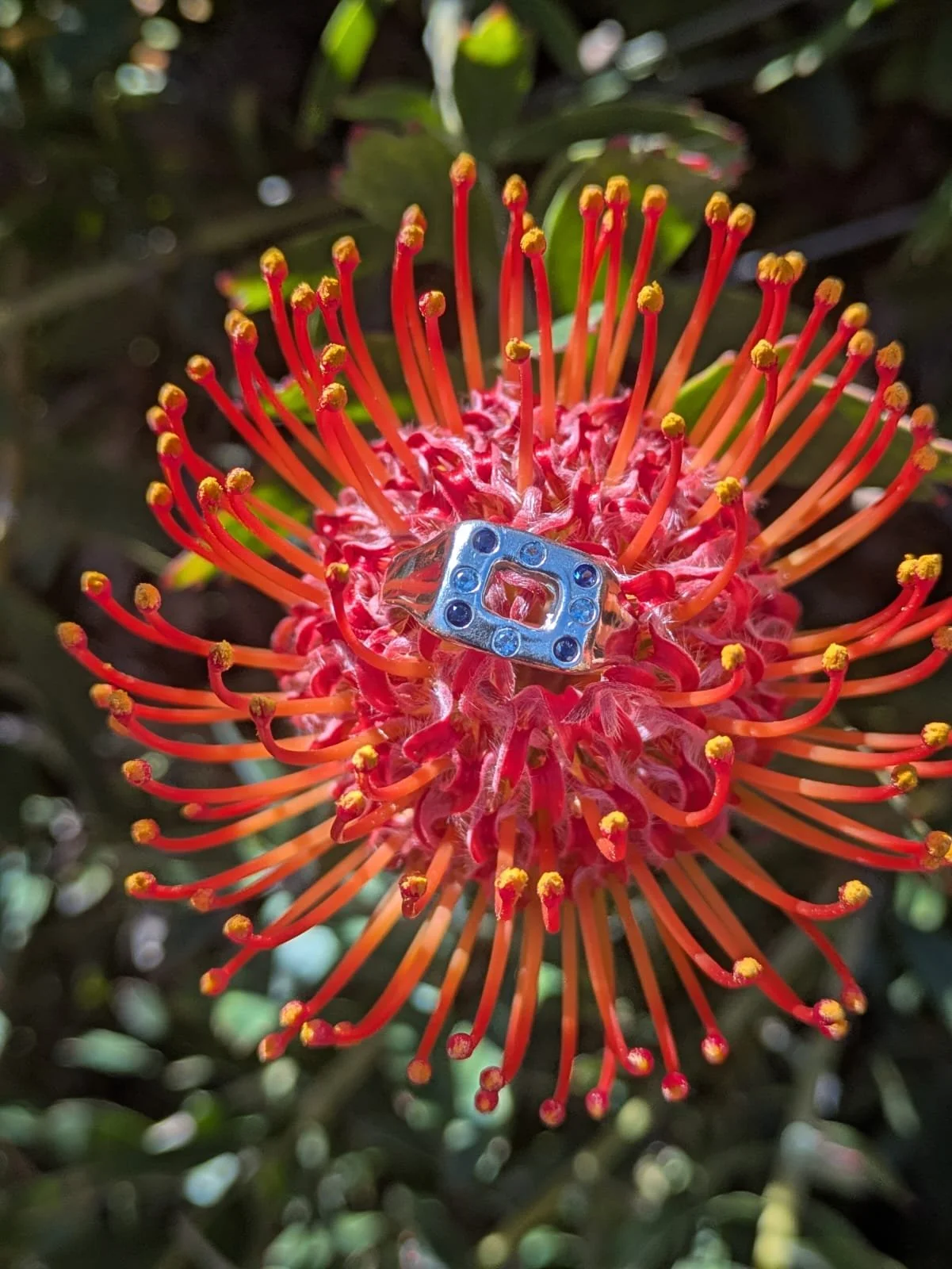 Framed in Blue - Size R1/2