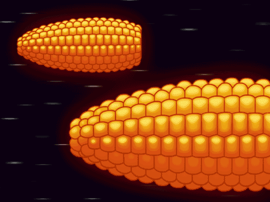 26_corn_01.gif