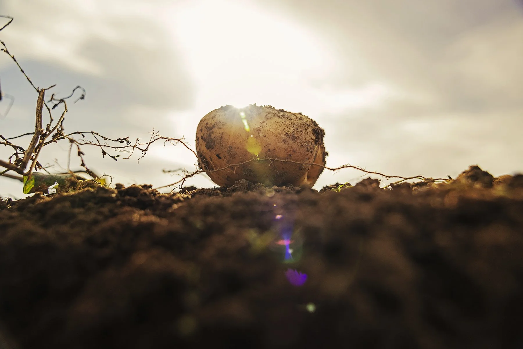 Close-up of a sprouting potato on soil with sunlight and lens flare in the background.