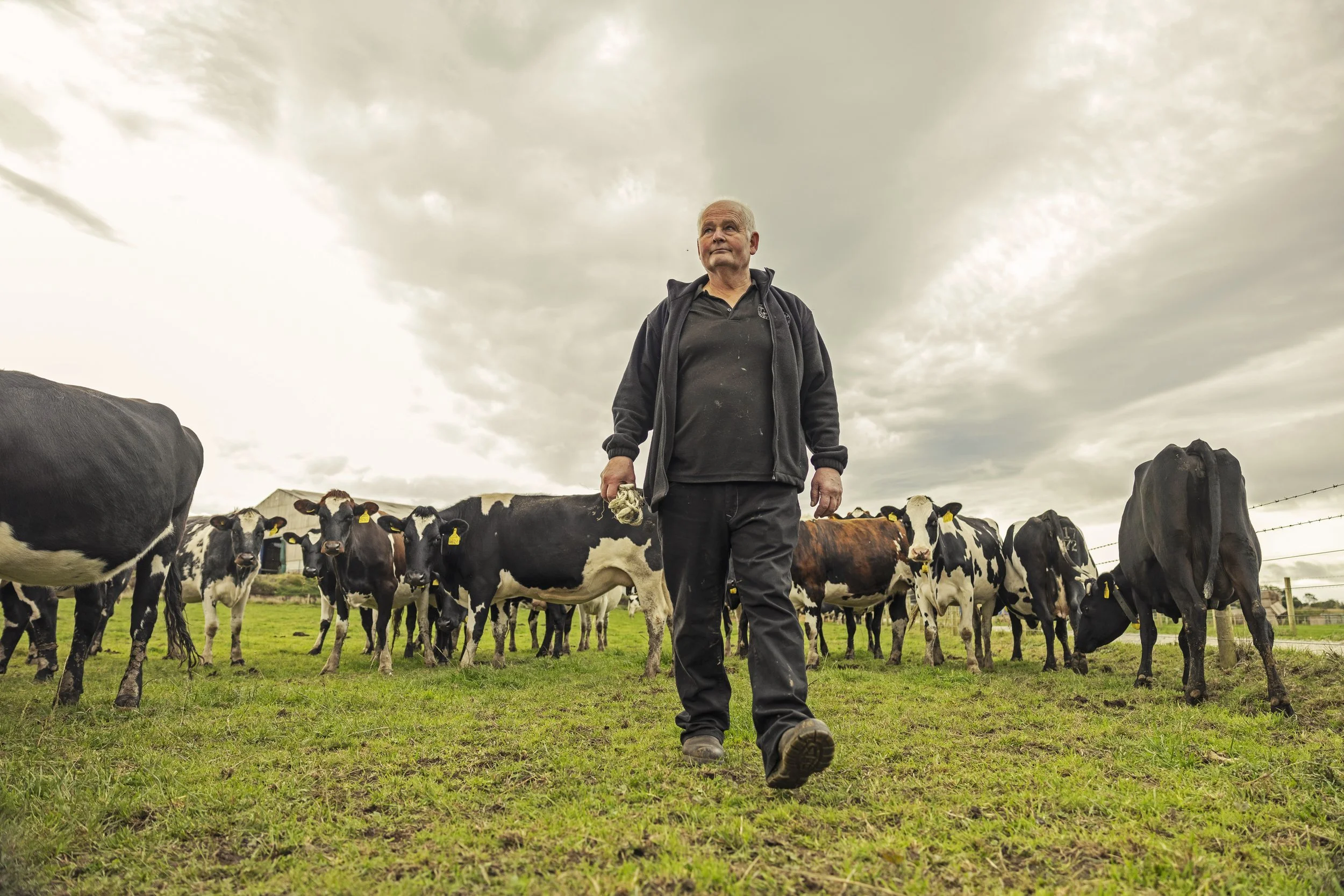 A man walking on a grassy field surrounded by black and white cows under a cloudy sky.