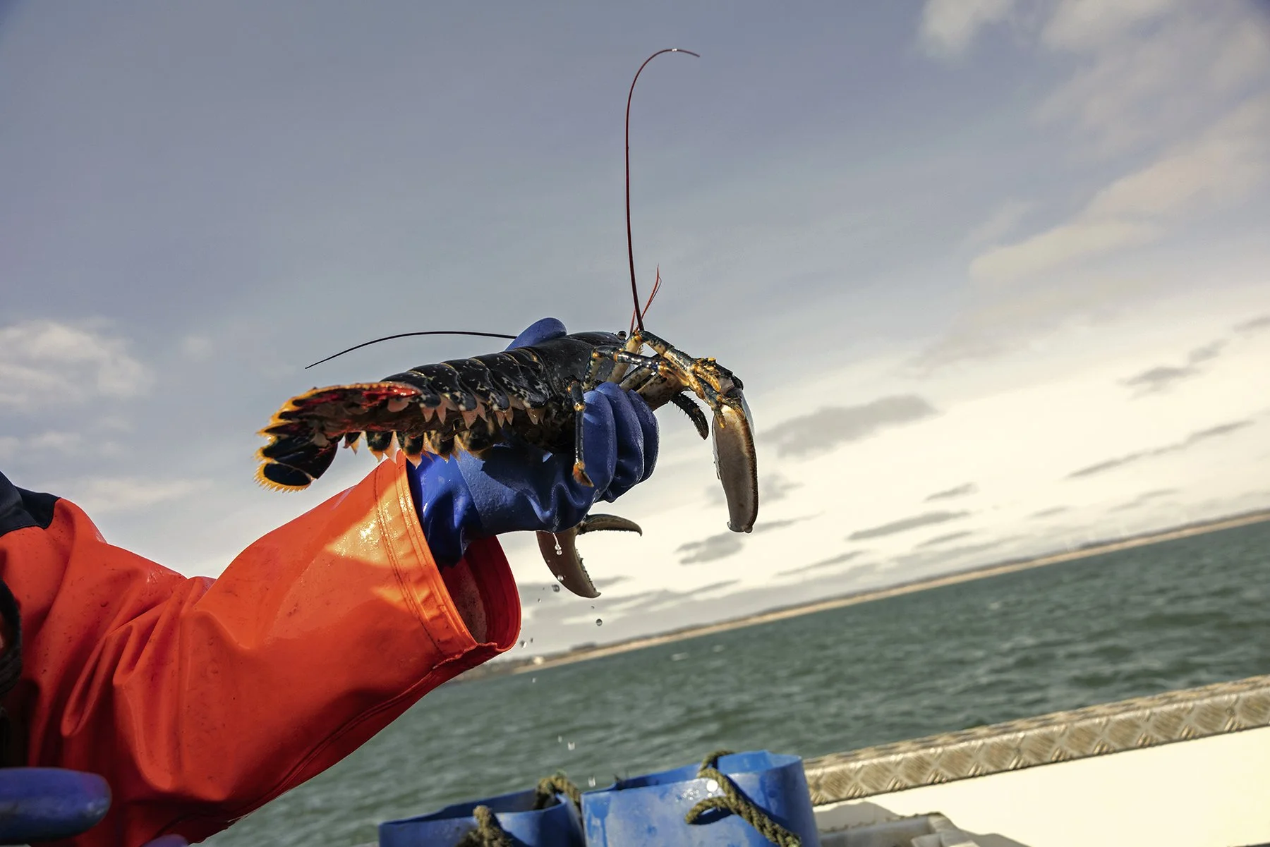 Lobster_IMG_4821.jpg