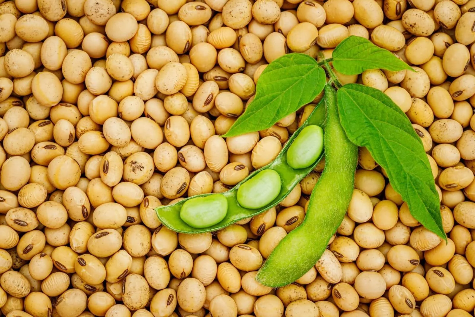 The Soy &amp; Estrogen Myth: Is This Muscle-Building Superfood Sabotaging Your Hormones?