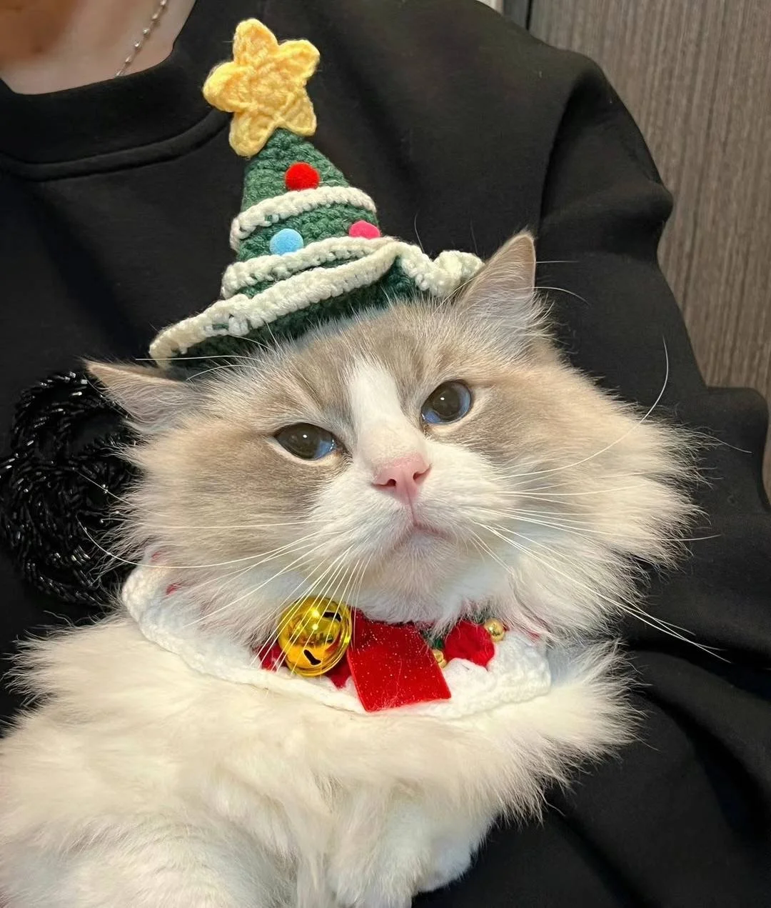 Fluffy cat wearing a Christmas tree-shaped hat with a yellow star and ornaments, and a festive collar with bells.