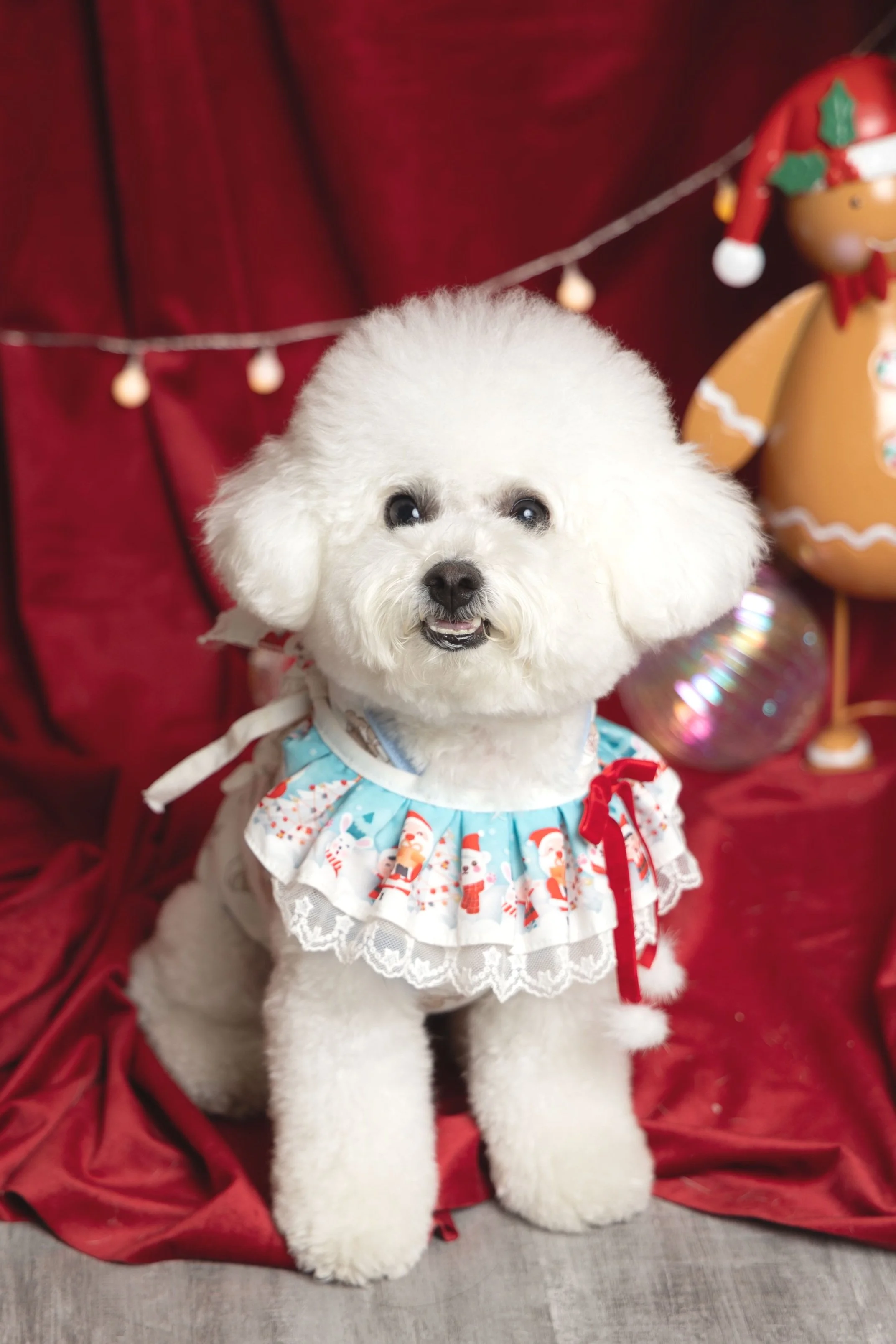A fluffy white dog wearing a festive outfit with a blue and red ruffled collar, sitting in front of a red curtain. There are holiday decorations, including a gingerbread figure, in the background.