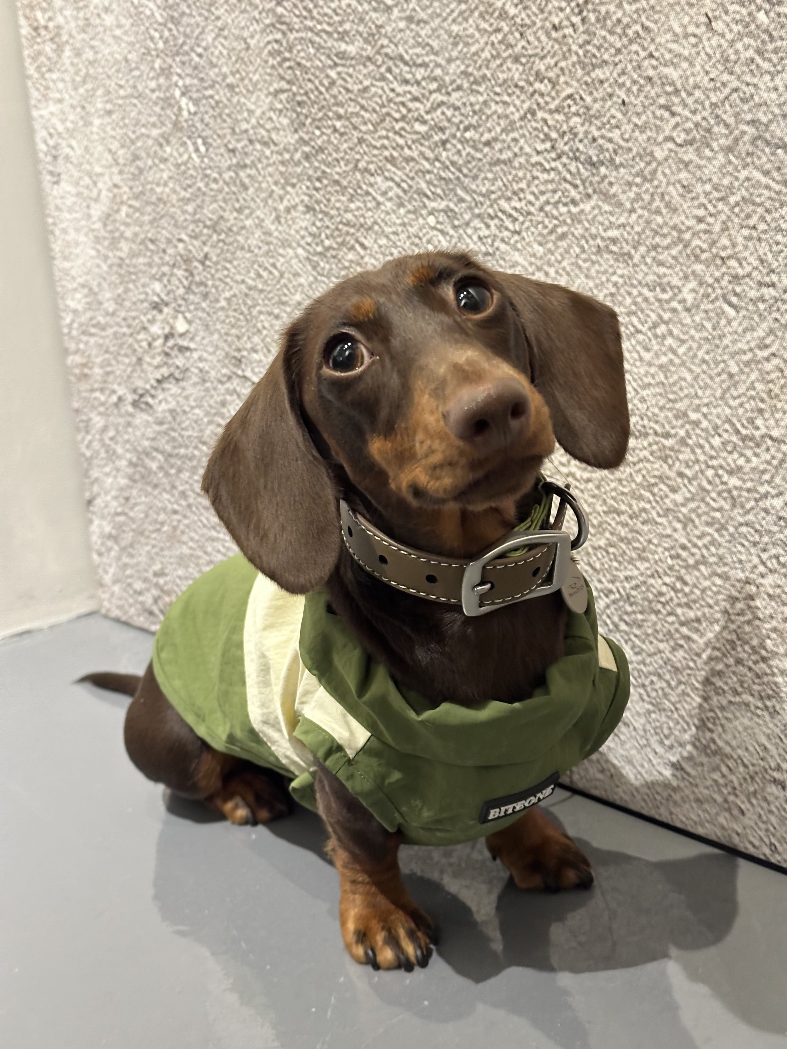 Sage Green Windproof Raincoat