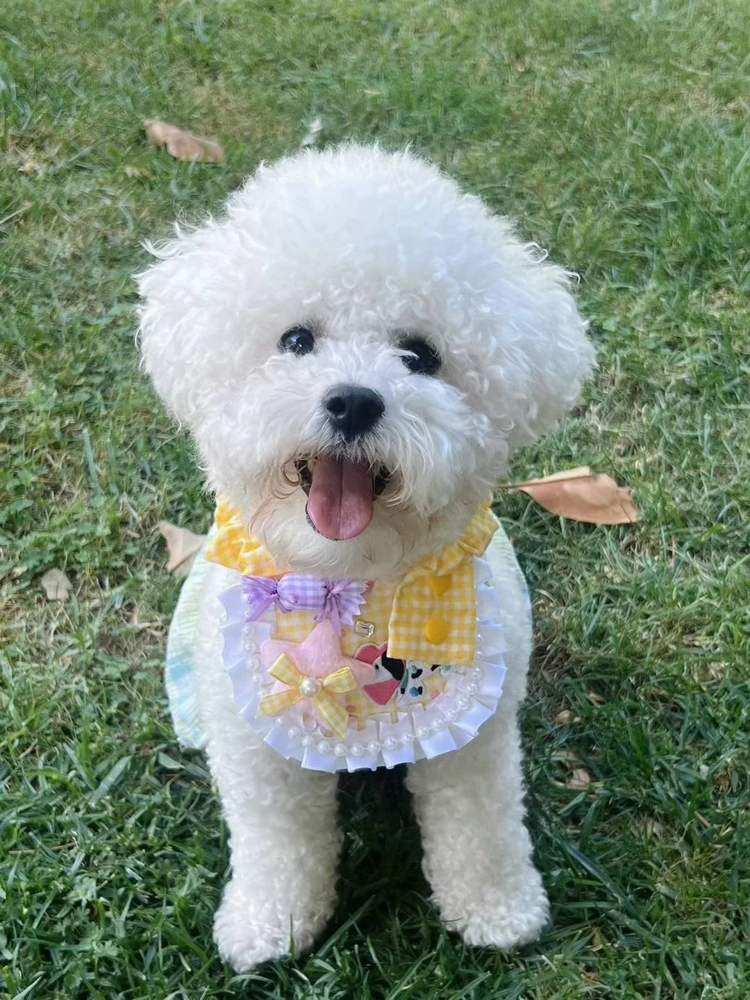 Smiling white fluffy dog wearing a colorful bib, sitting on grass.