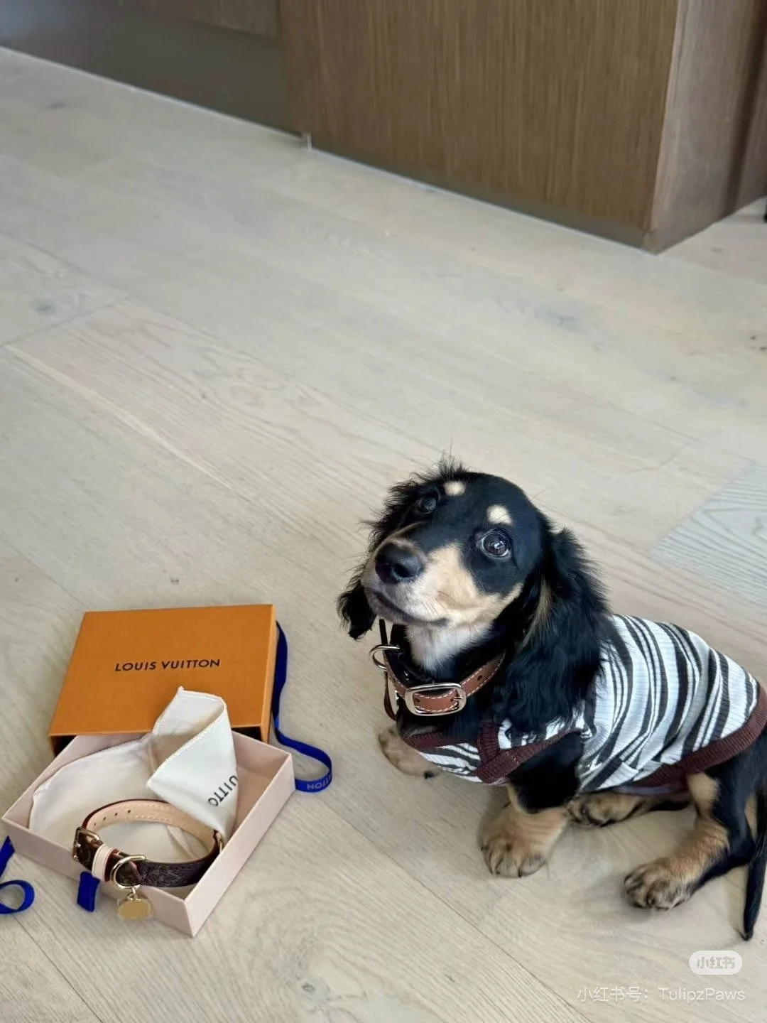 A dachshund puppy wearing a striped sweater sits on a wooden floor next to a Louis Vuitton box containing a dog collar.