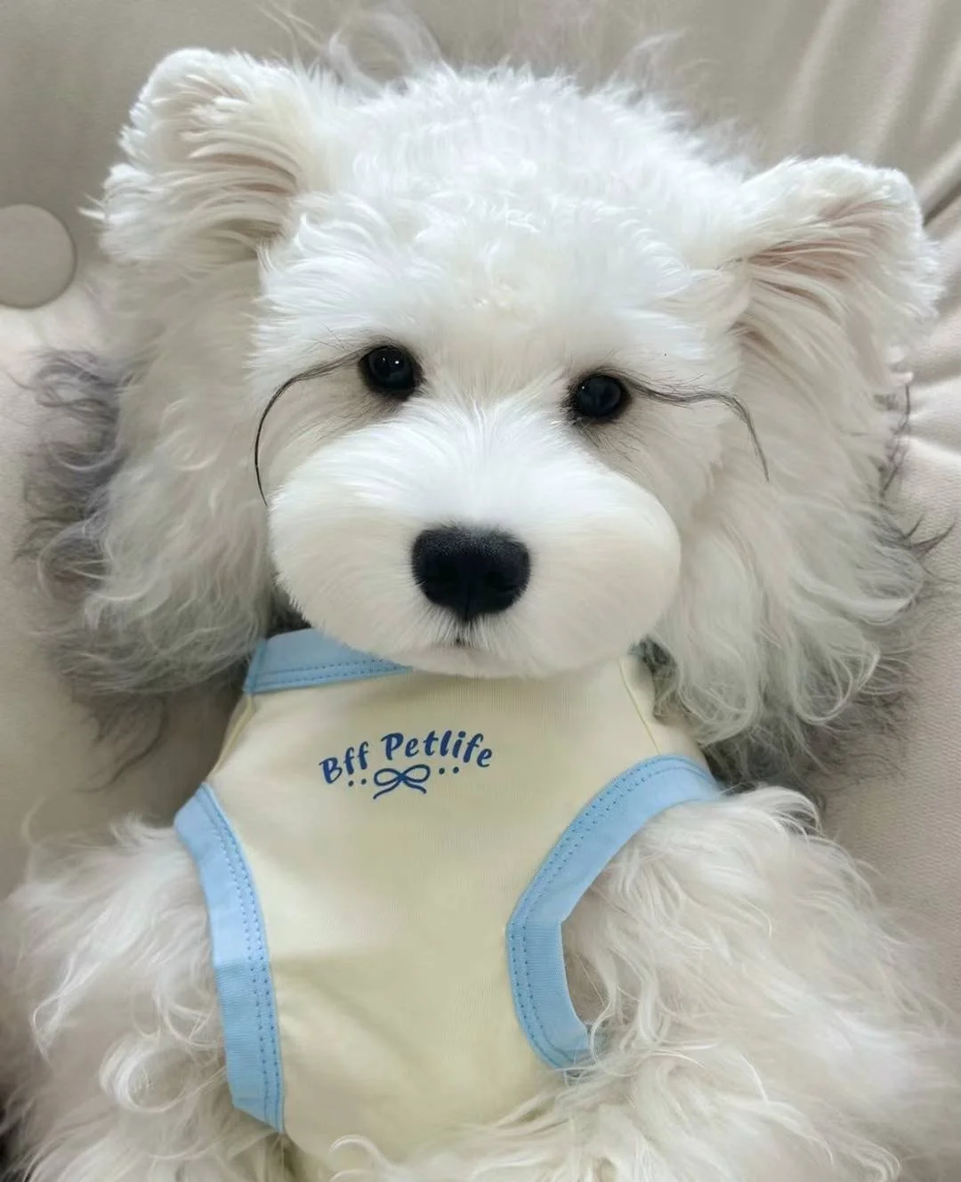 Fluffy white dog wearing a cream and blue "Bff Petlife" shirt.