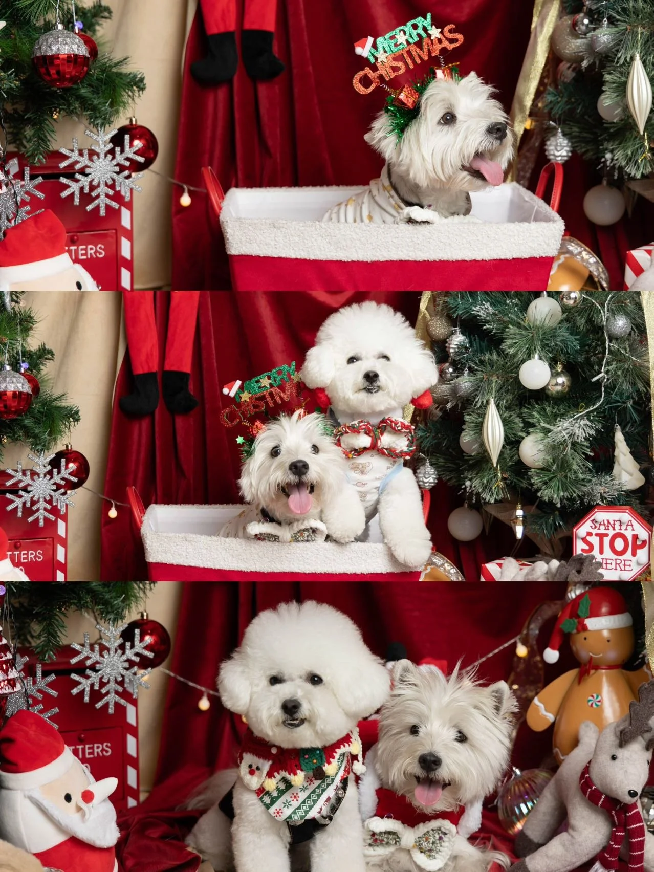 Three images featuring two white dogs in a festive Christmas setup. The dogs wear holiday outfits, including reindeer antlers and sweaters. They are posed with Christmas decorations, including a tree with ornaments, red curtains, and a plush Santa. Signs and decor emphasize a holiday theme, like 'Merry Christmas' and 'Santa Stop Here.'"}