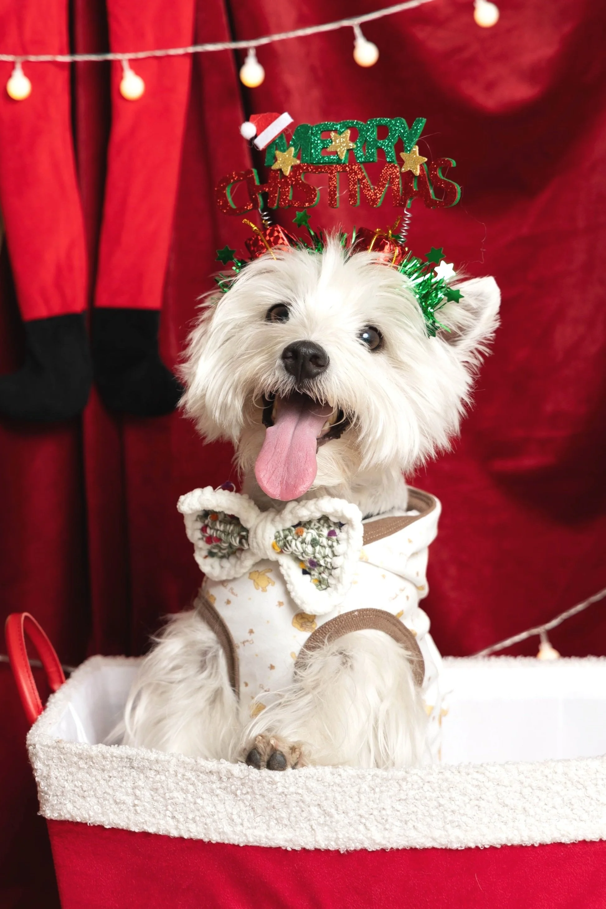 White fluffy dog wearing a "Merry Christmas" headband and festive outfit in a red storage box, with Christmas decorations in the background.