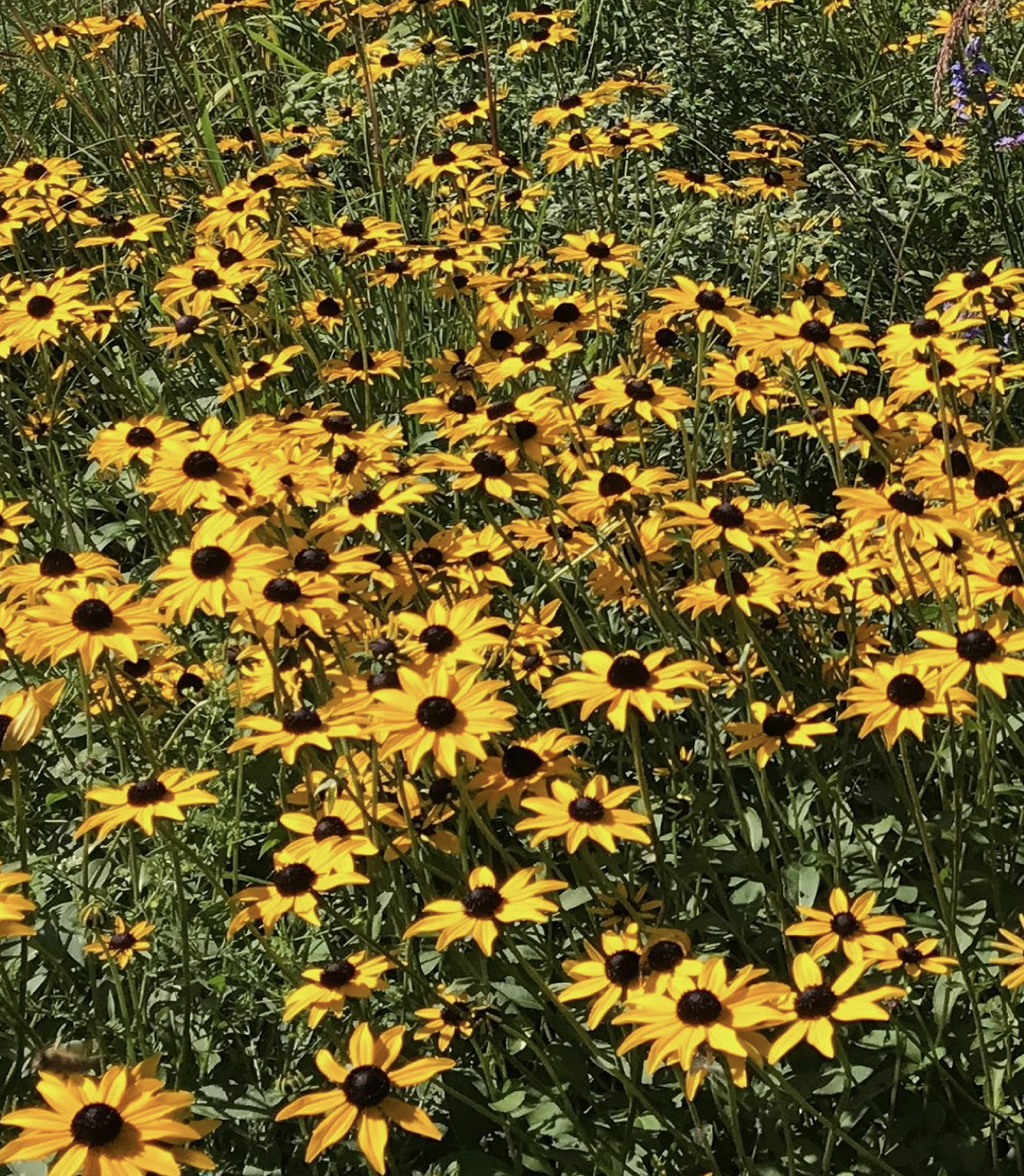 Rudbeckia fulgida (Orange Coneflower)
