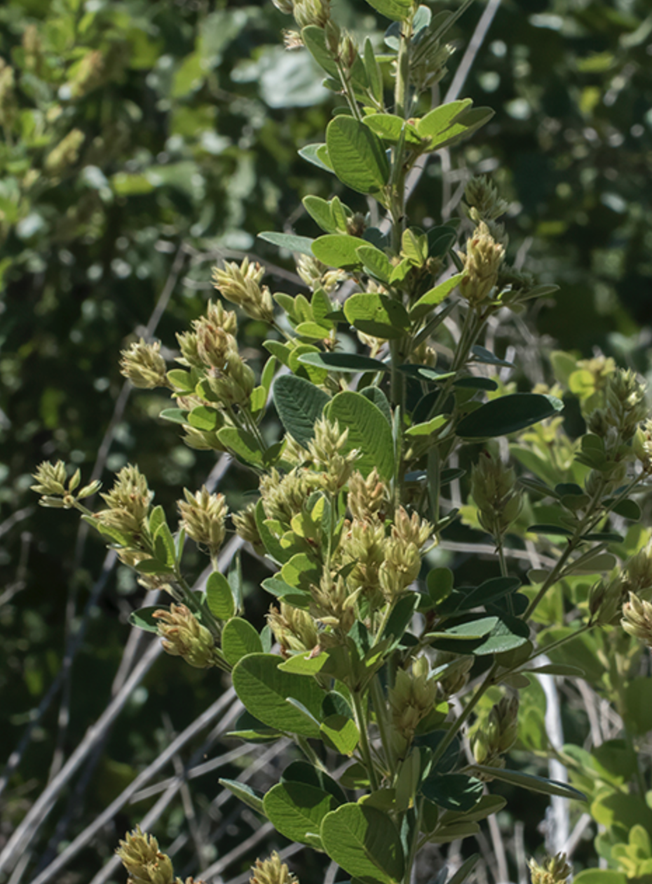 Screenshot 2025-12-31 at 1.19.53 PM.png