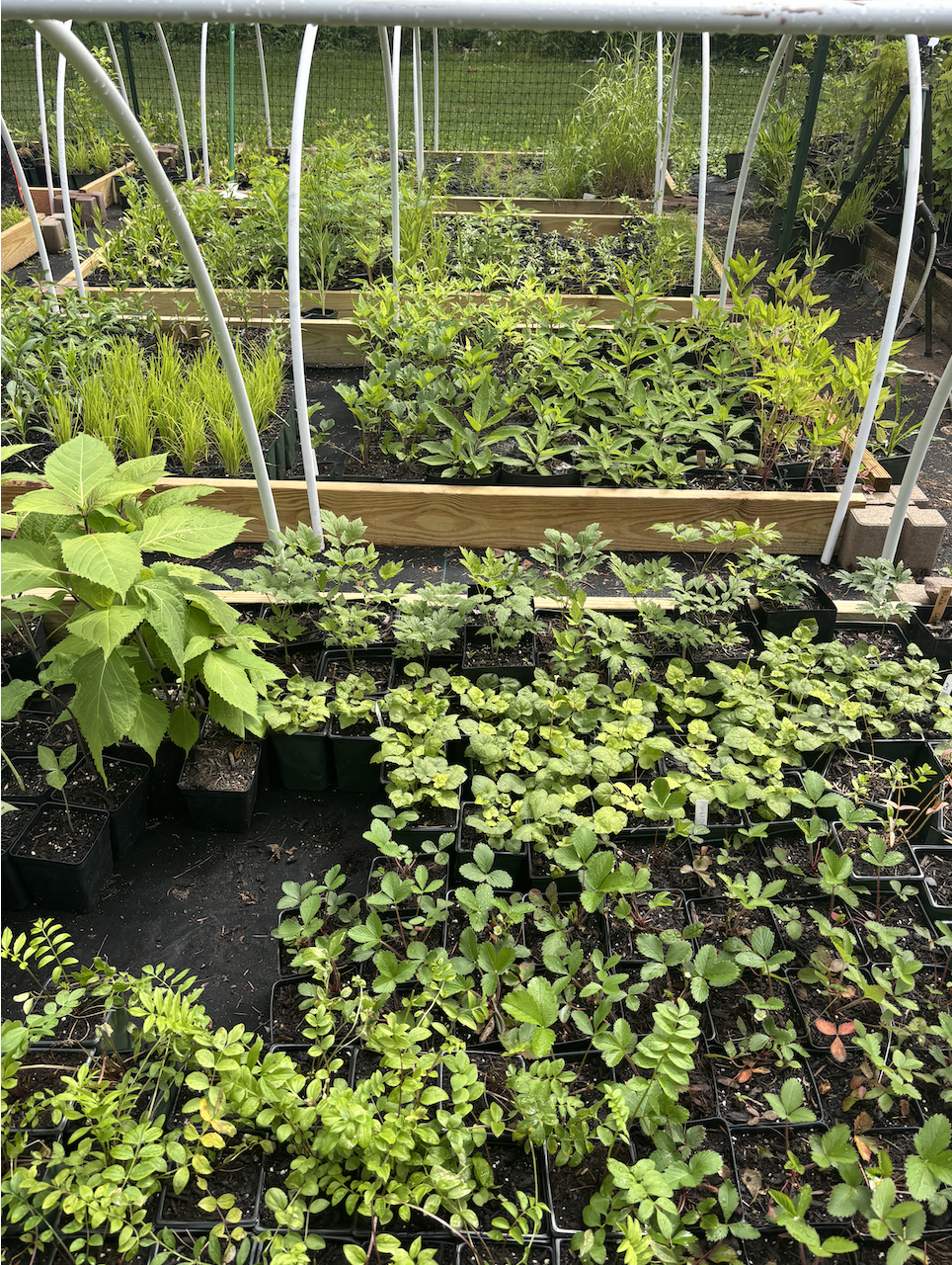 Several raised garden beds and small pots filled with green plants and seedlings, arranged outdoors with white arch supports and a wire fence in the background.