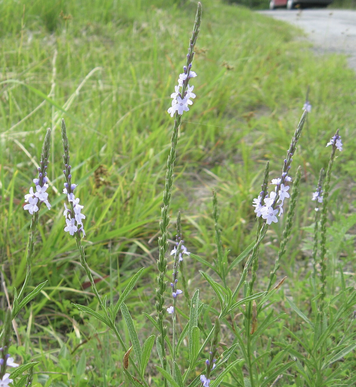 Verbena simplex  (Narrow-leaved Vervain)
