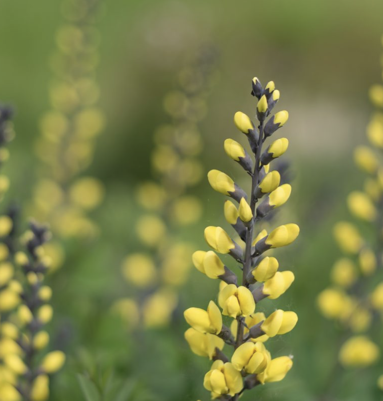 Screenshot 2025-12-29 at 10.30.29 AM.png