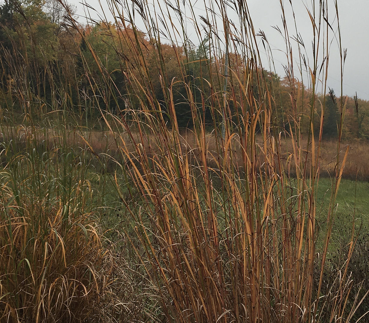 Big Bluestem (Andropogon gerardii)