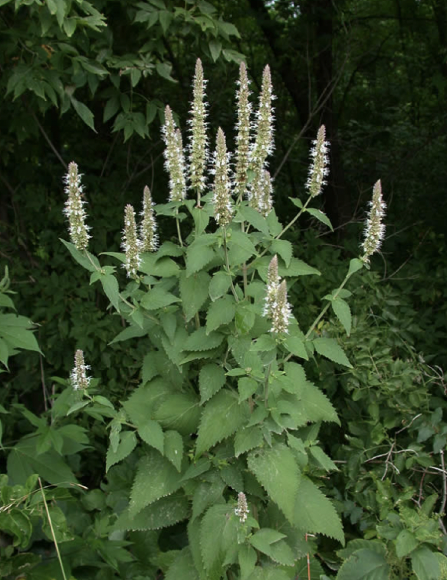 Screenshot 2025-12-28 at 7.31.54 PM.png