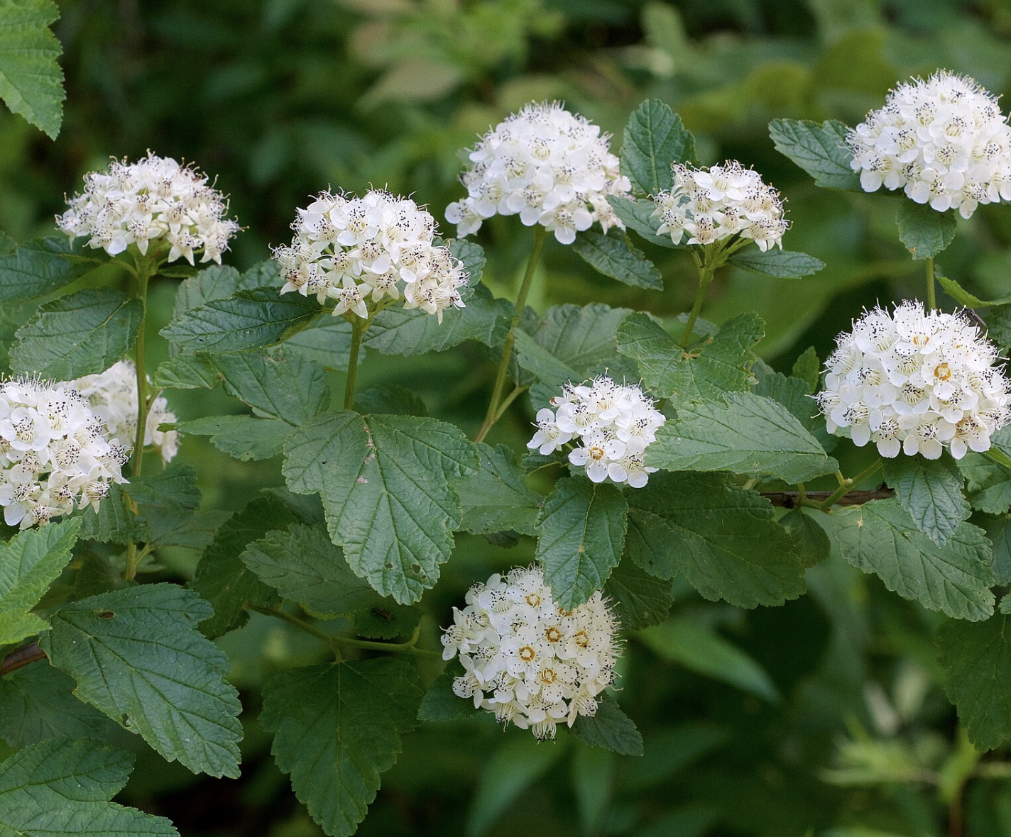 Physocarpus opulifolius (Common Ninebark)