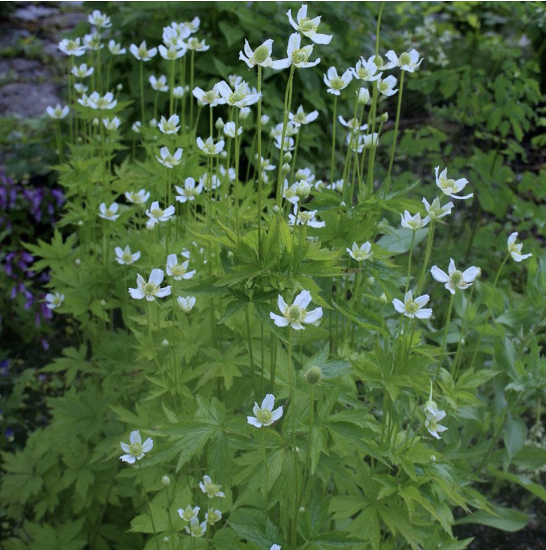 Tall Thimbleweed (Anemone virginiana)