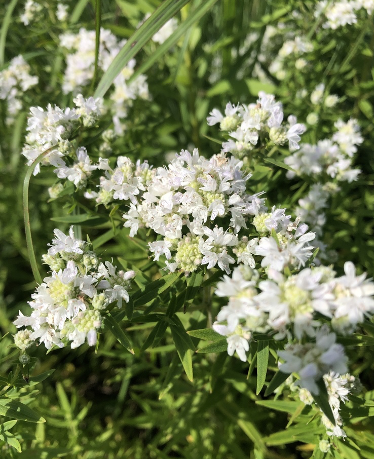 Pycnanthemum virginianum (Virginia Mountain Mint)