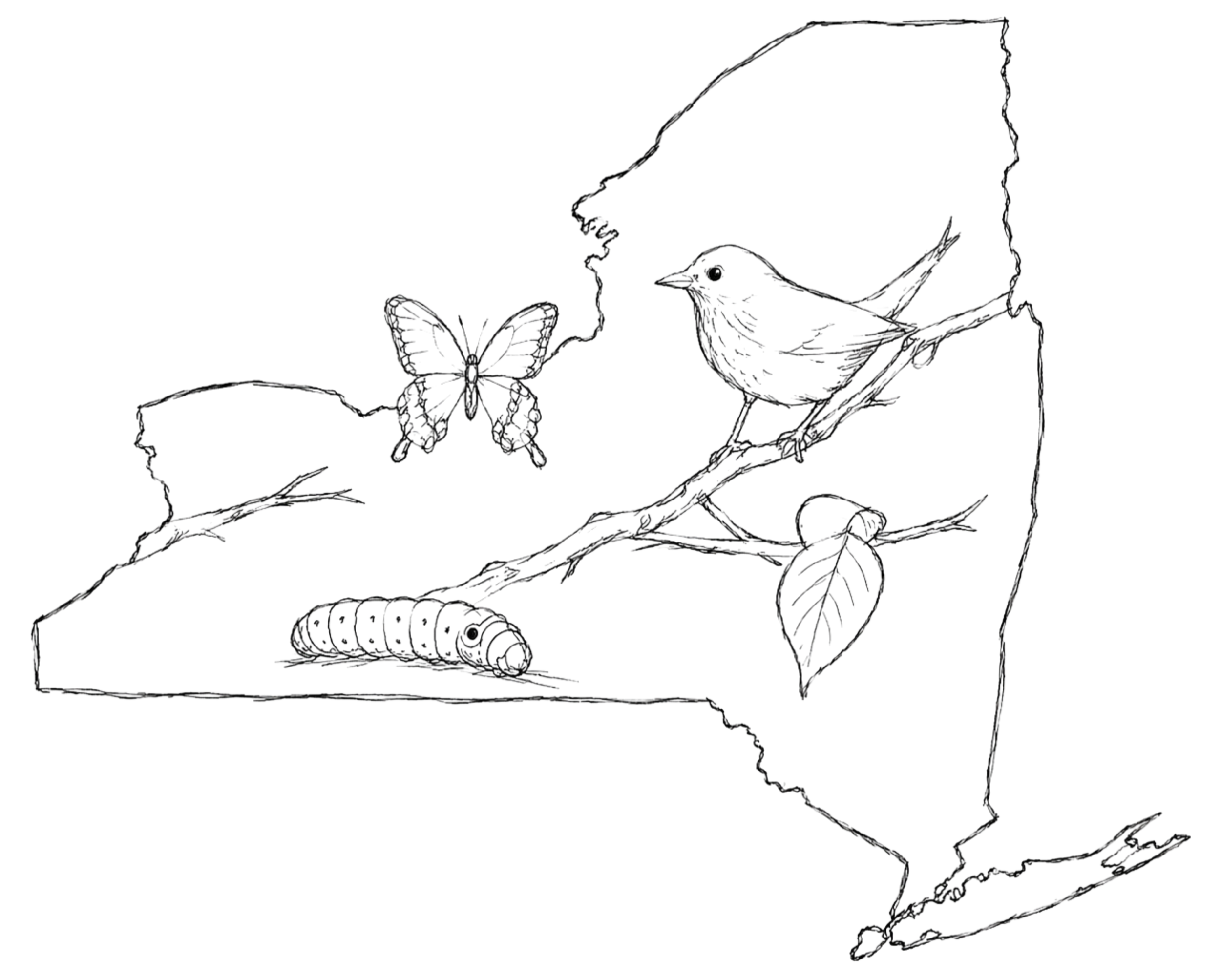Outline of New York State with a bird on a branch, a butterfly, and a caterpillar inside the state shape. There are also leaves attached to the branch. Simple black and white line art.