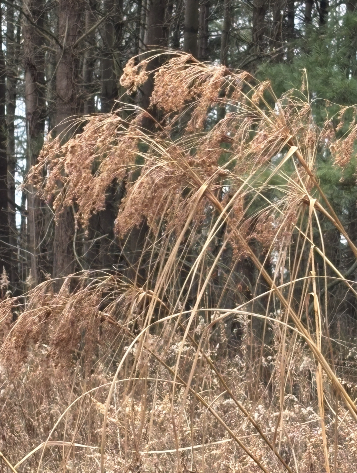 Scirpus cyperinus (Wool Grass, Marsh Bulrush)