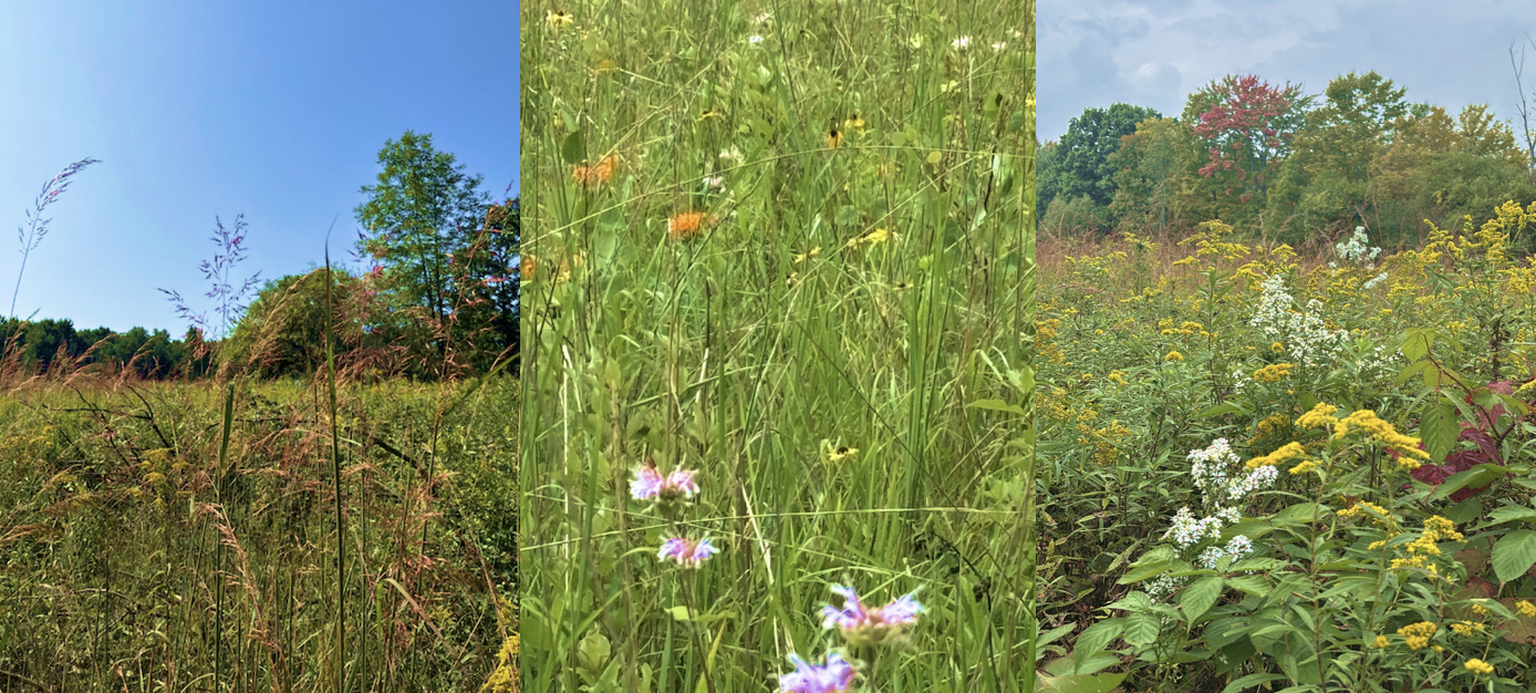 Three different wildflower meadows are shown, each filled with tall grasses, green foliage, and colorful blooms under blue or partly cloudy skies, with trees in the background.