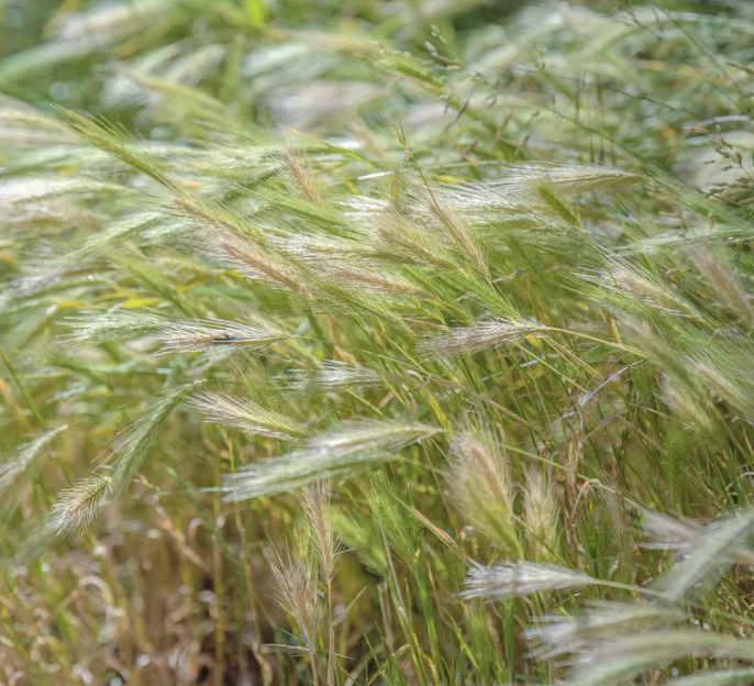 Elymus canadensis (Canada Wild Rye)