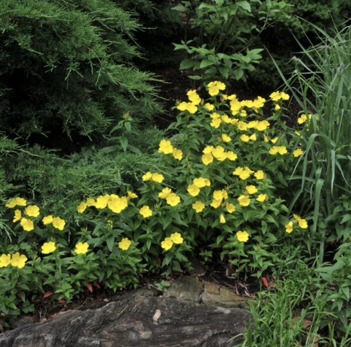 Oenothera fruticosa (Narrowleaf Evening-primrose, Sundrops)