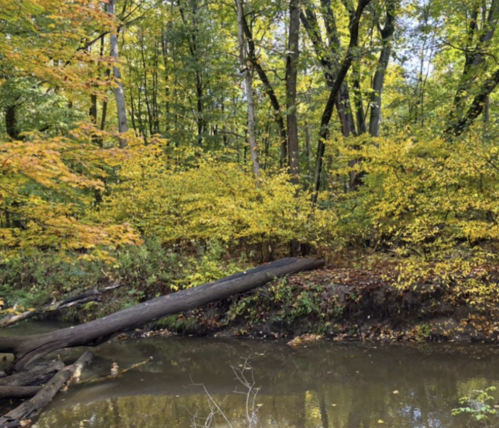 Yellow fall color as seen in the Spicebush understory along Irondequoit Creek in Pittsford.