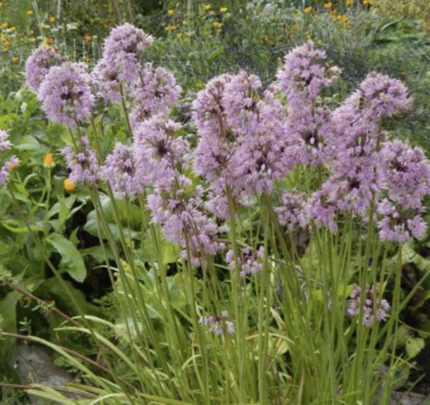 Screenshot 2026-01-02 at 3.34.41 PM.png