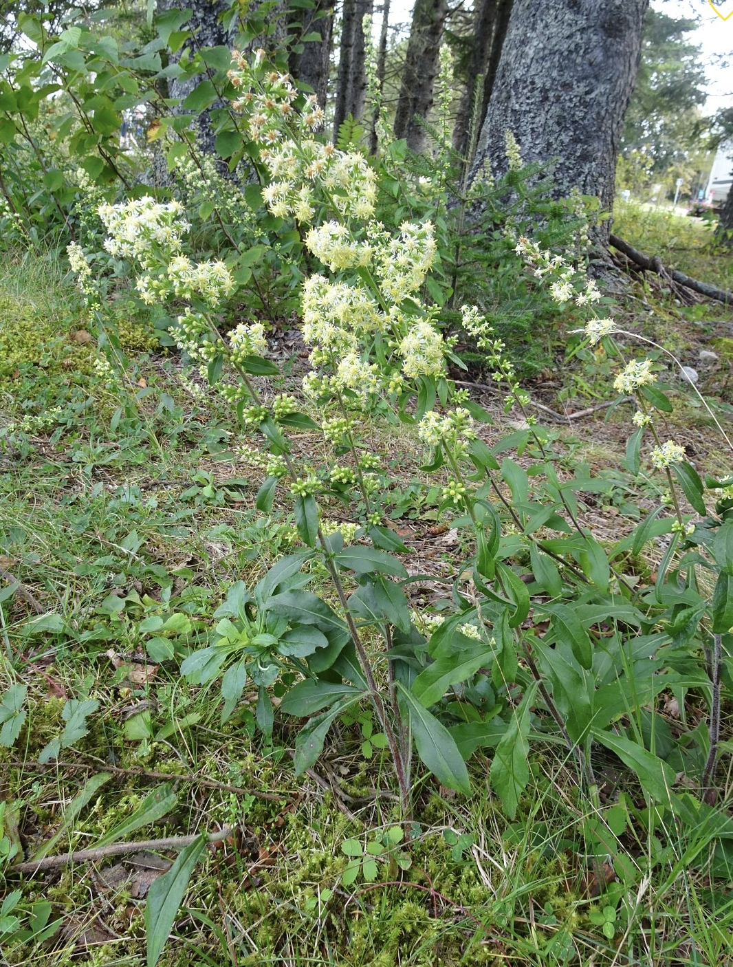 Screenshot 2026-01-20 at 8.48.49 AM.png