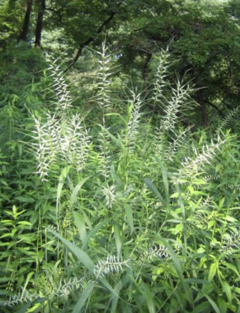 Elymus hystrix (Eastern Bottlebrush Grass)