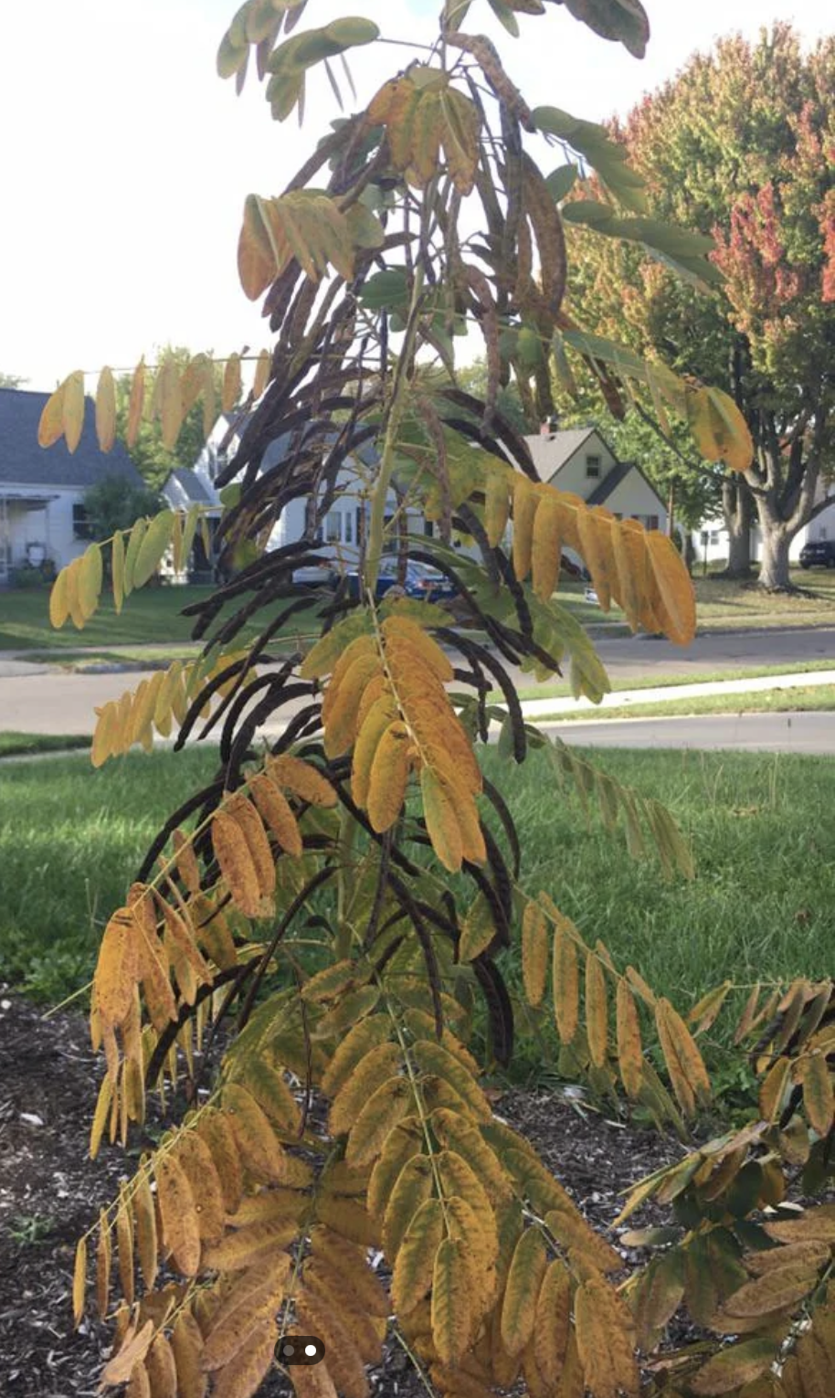 Screenshot 2026-01-20 at 8.35.39 AM.png