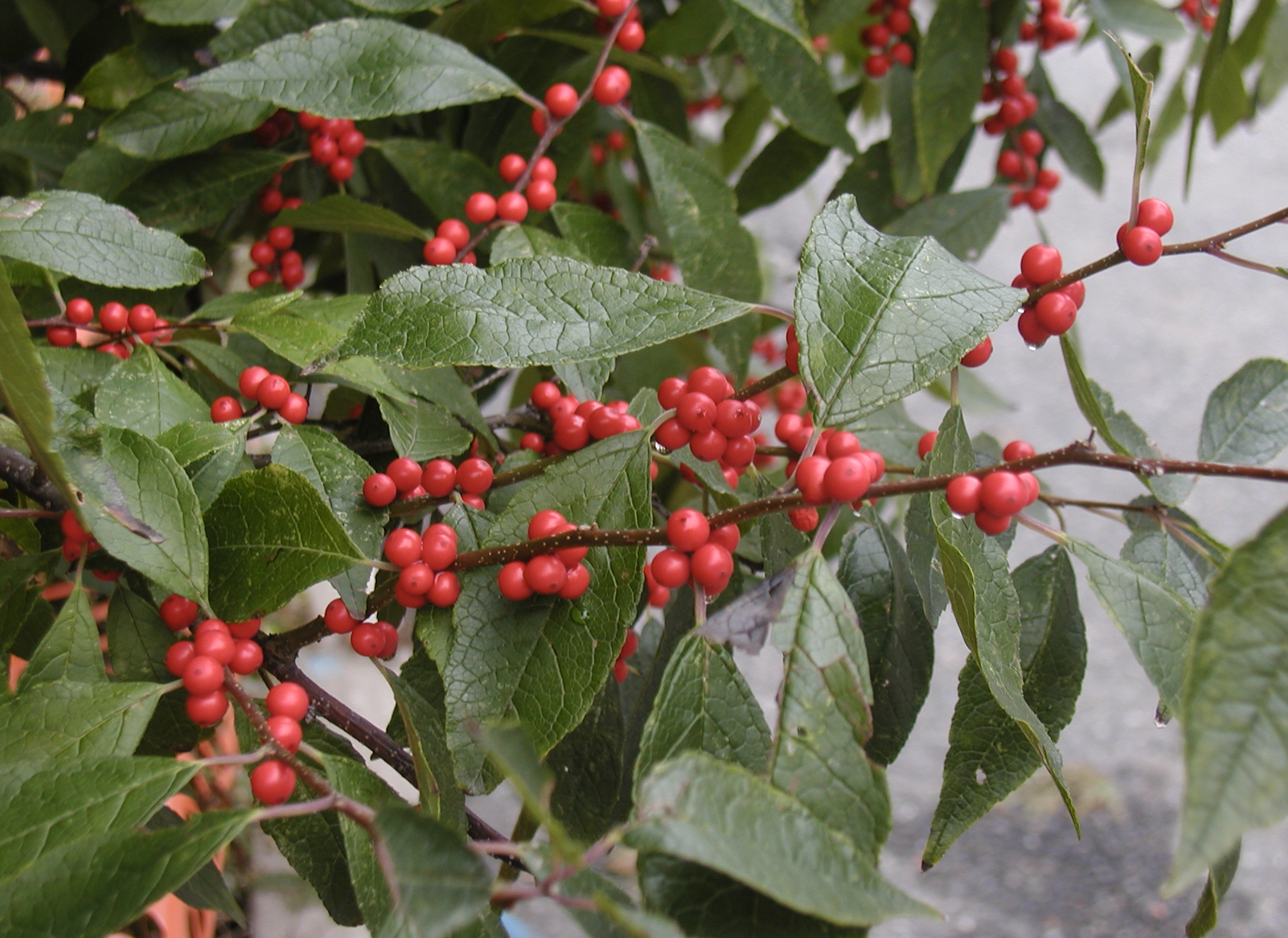 Ilex verticillata (Winterberry Holly)