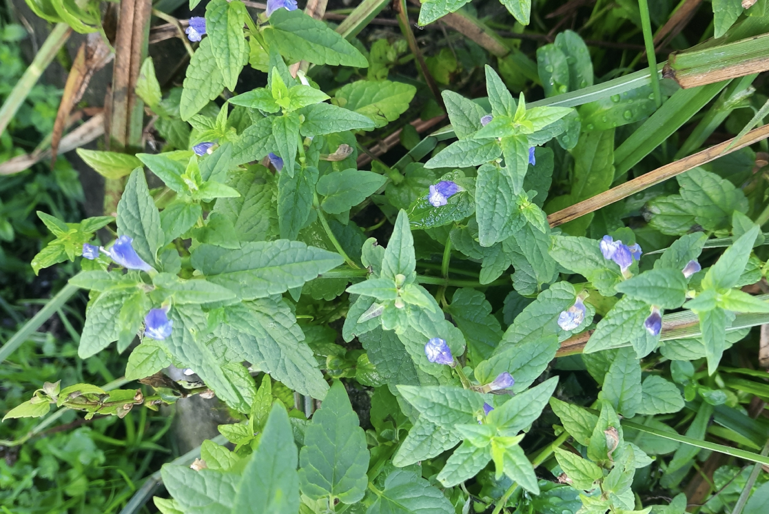 Screenshot 2025-12-30 at 8.06.42 AM.png