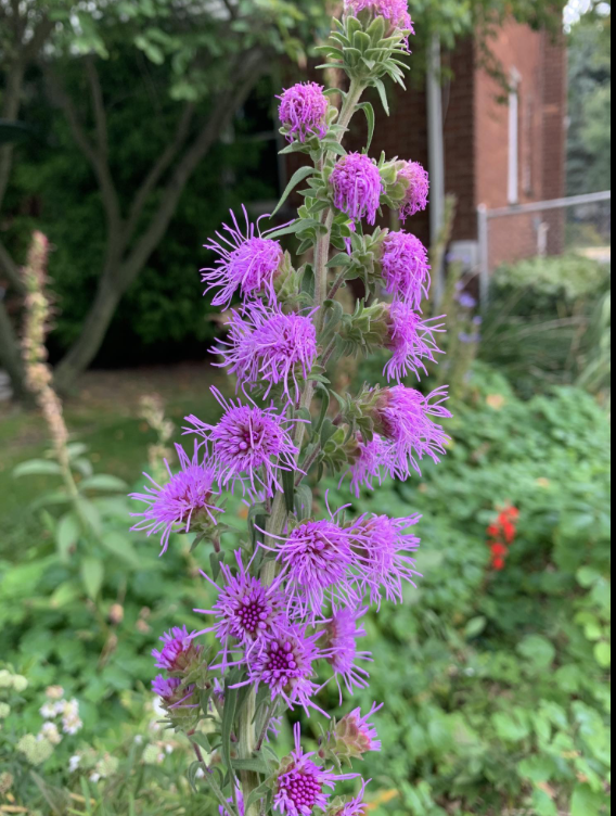 Liatris scariosa var. nieuwlandii (Northern Blazing Star)