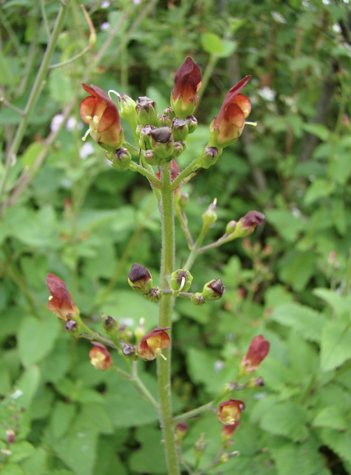 Scrophularia marilandica (Late Figwort)