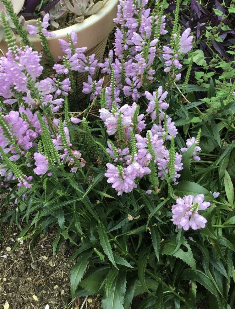 Physostegia virginiana (Obedient Plants)