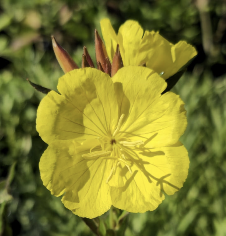 Screenshot 2025-12-29 at 7.17.58 PM.png