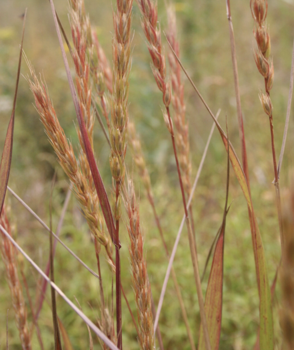Elymus virginicus (Virginia Wild Rye)