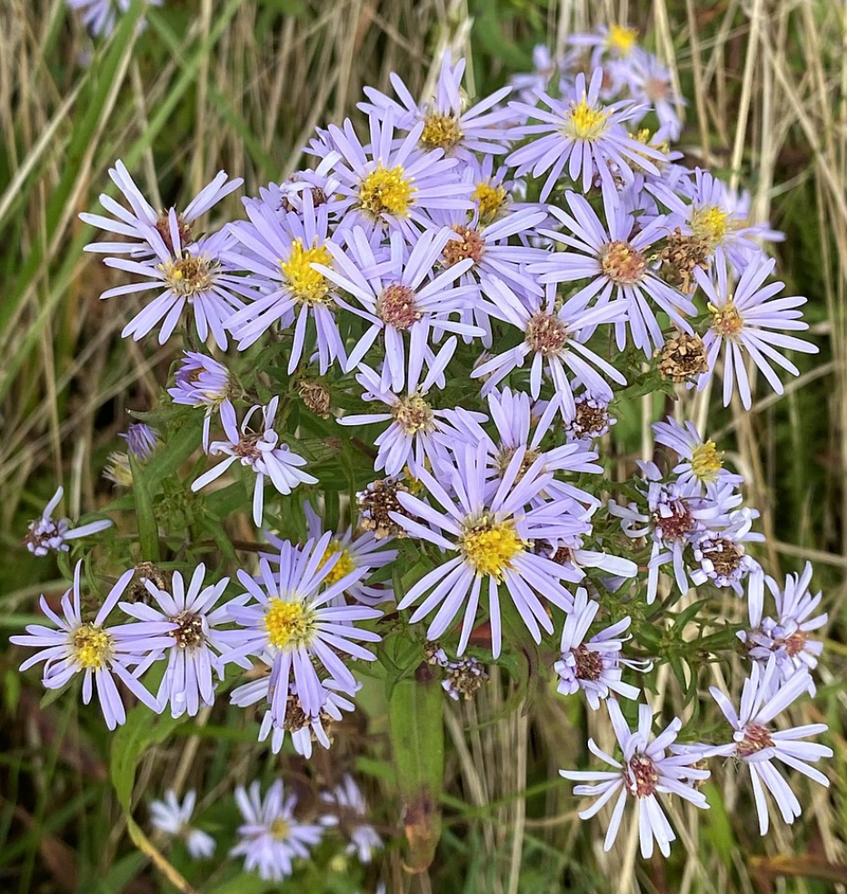 Symphyotrichum novi-belgii (New York Aster)