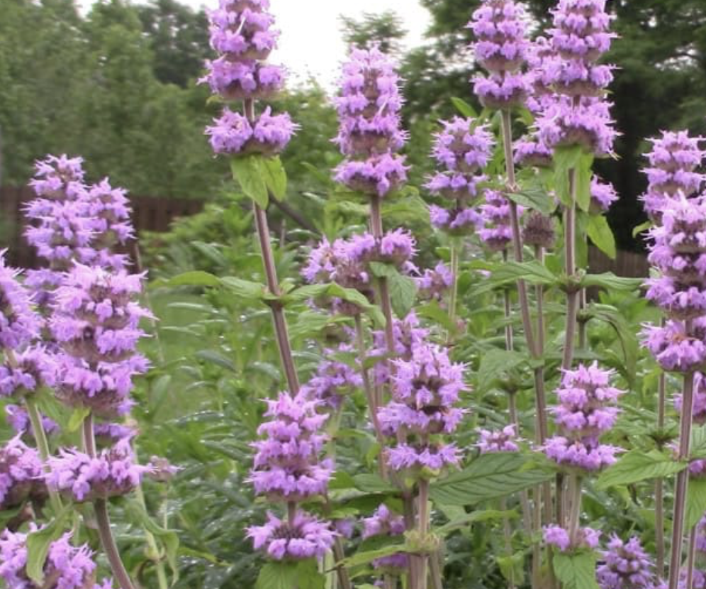 Screenshot 2026-01-03 at 5.01.36 PM.png