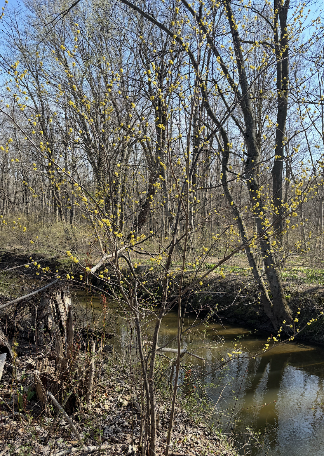 Screenshot 2026-01-25 at 10.02.47 AM.png