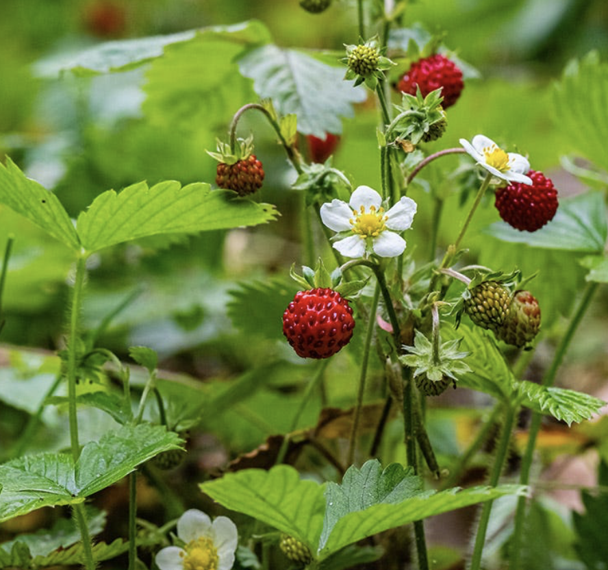 Screenshot 2025-12-29 at 10.41.19 AM.png