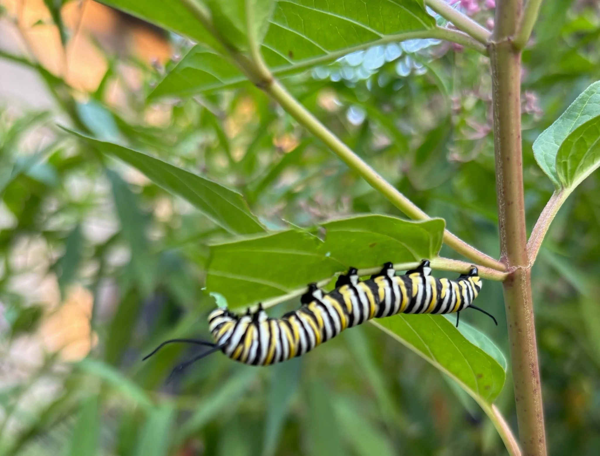 A close-up of a yellow, black, and white striped caterpillar crawling on a green leaf with blurred greenery in the background.