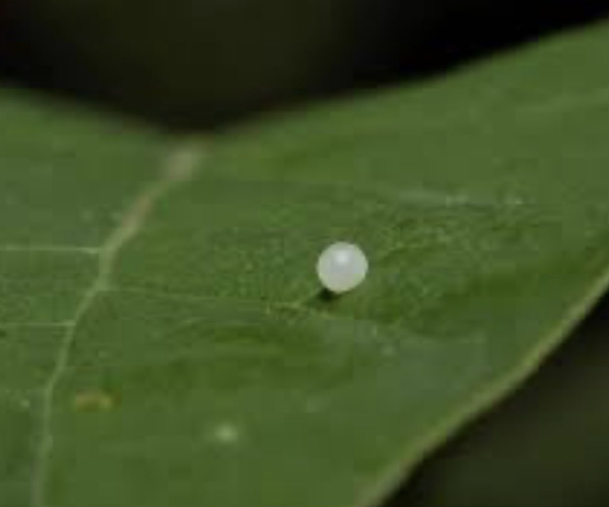 Spicebush Swallowtail egg in early summer.