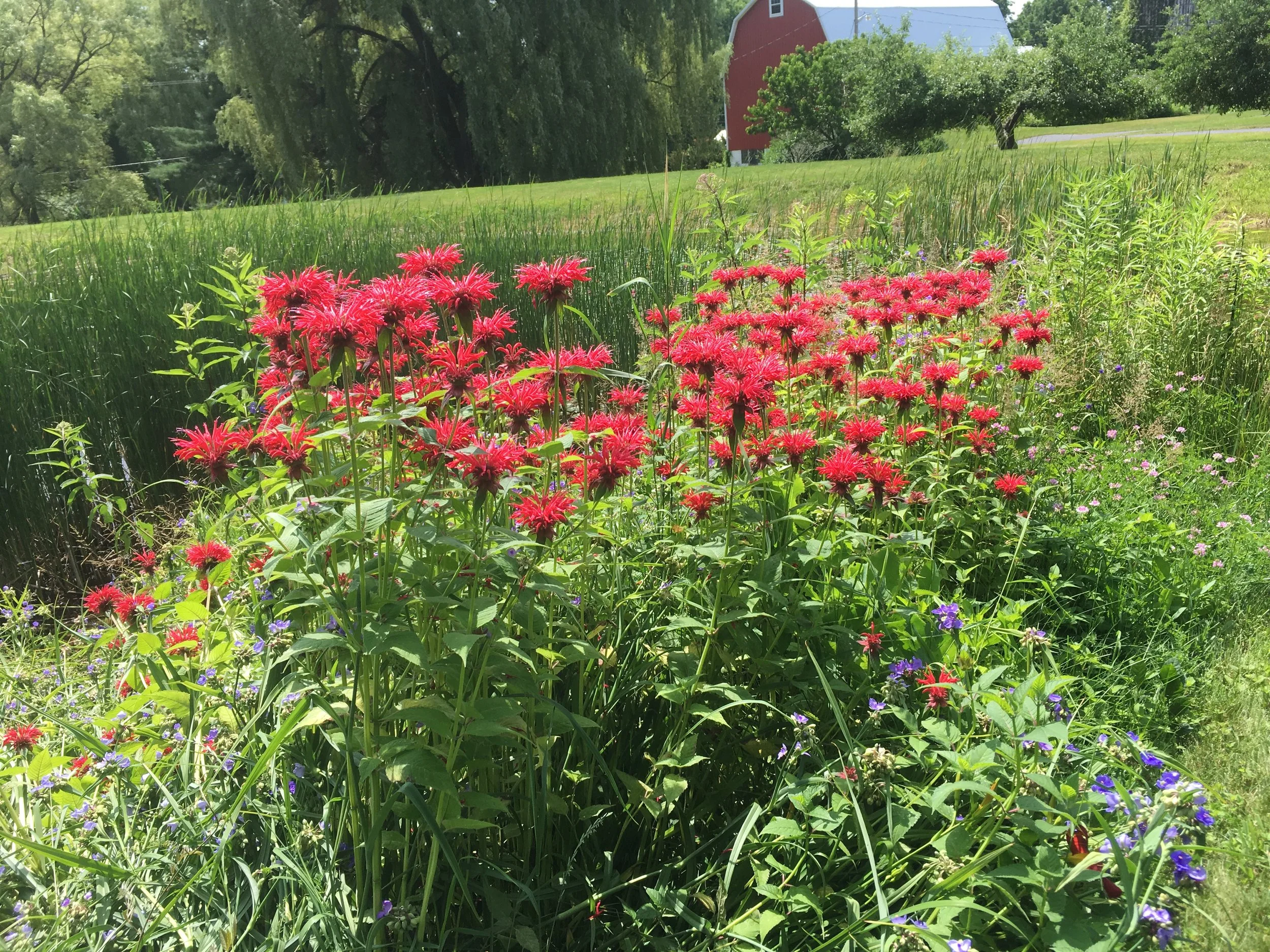 Bright red bee balm flowers bloom in a sunny garden with green grass, tall plants, and a classic red barn in the background.